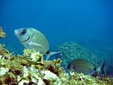 2009-09-09 10-31-22S